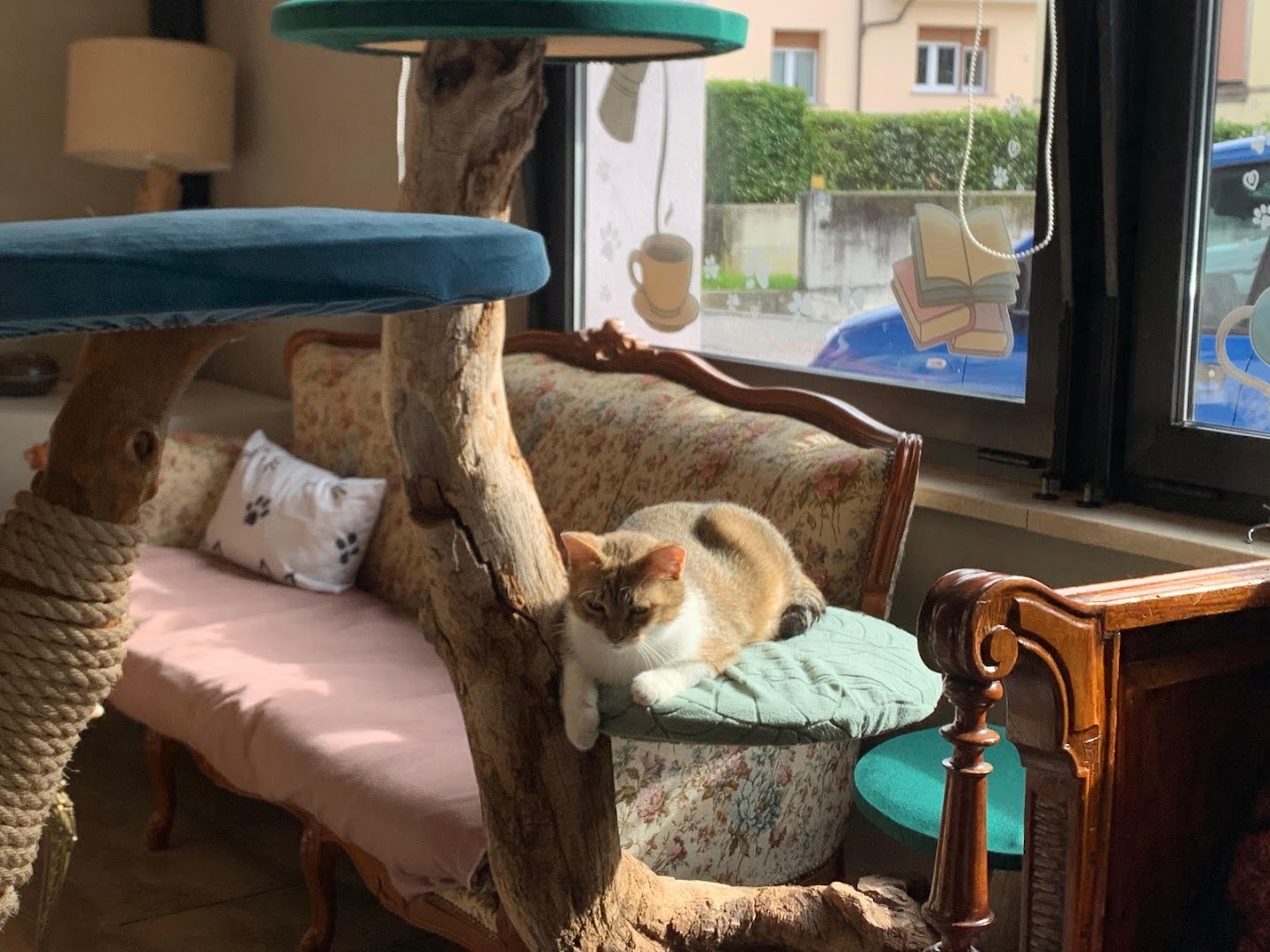 Di Cane in Gatto