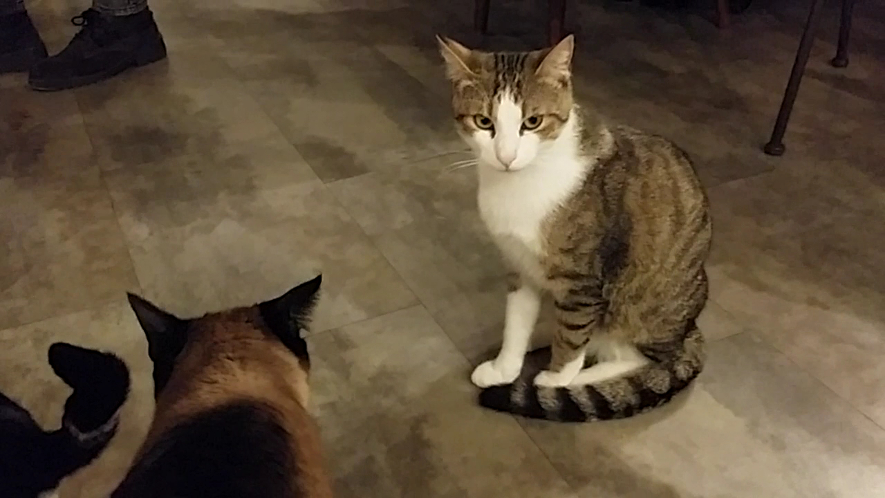Di Cane in Gatto