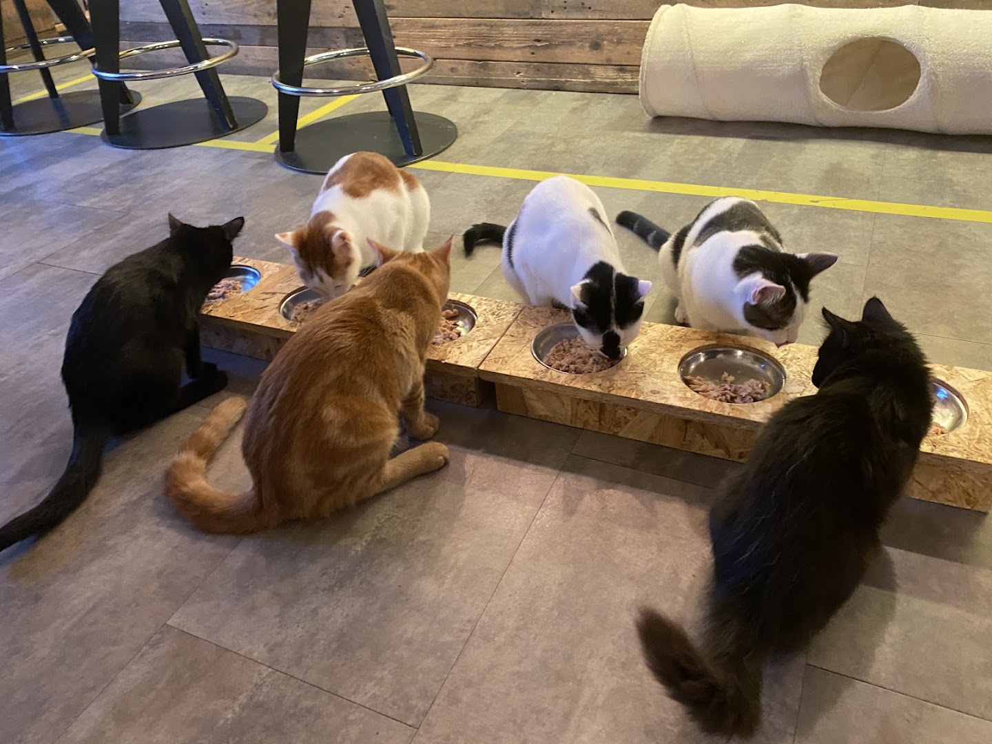 Di Cane in Gatto