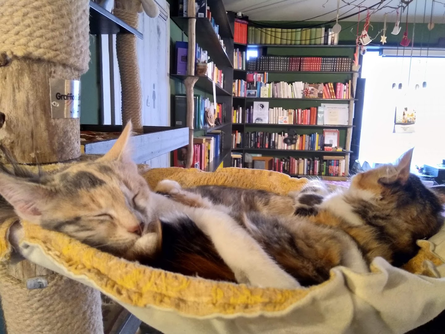 Di Cane in Gatto