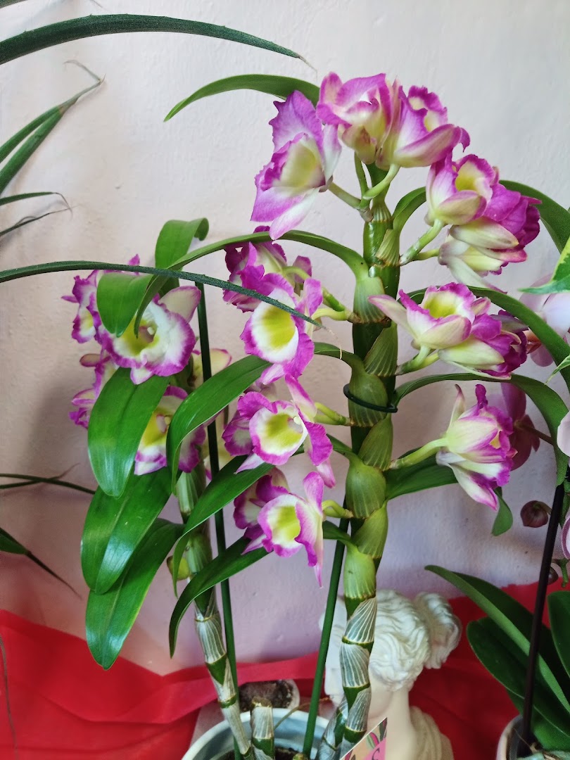 Dillo con un Fiore...