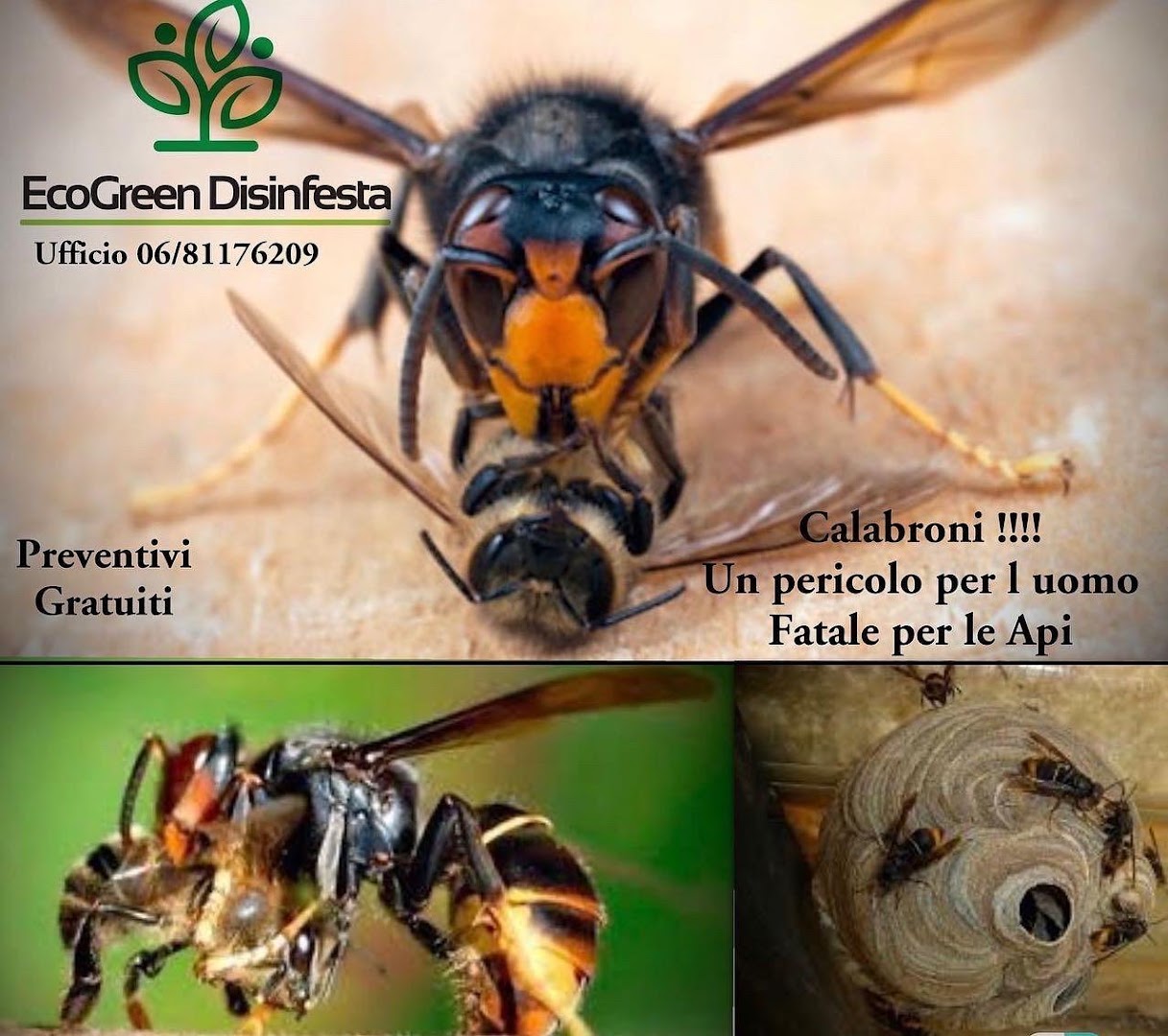 EcoGreen Disinfesta: disinfezione e sanificazioni virus, germi e batteri. Derattizzazione e disinfestazioni blatte e zanzare