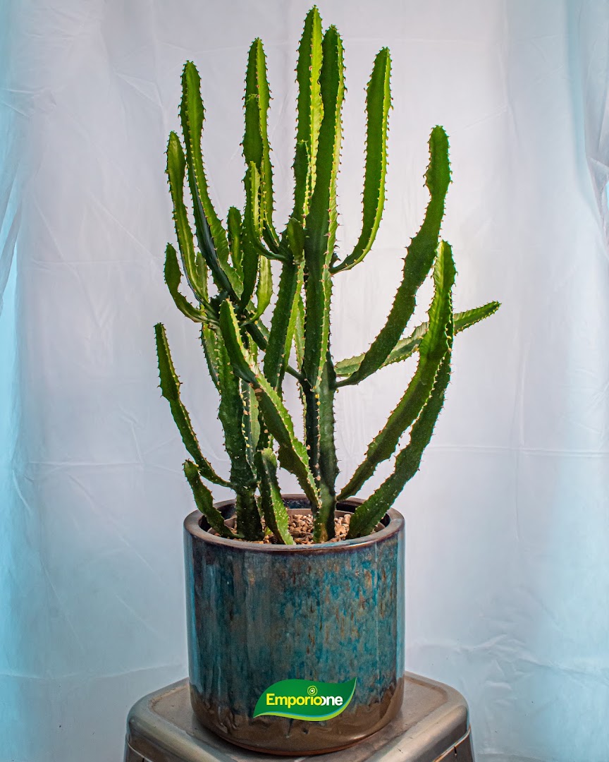 Emporio One - Garden center