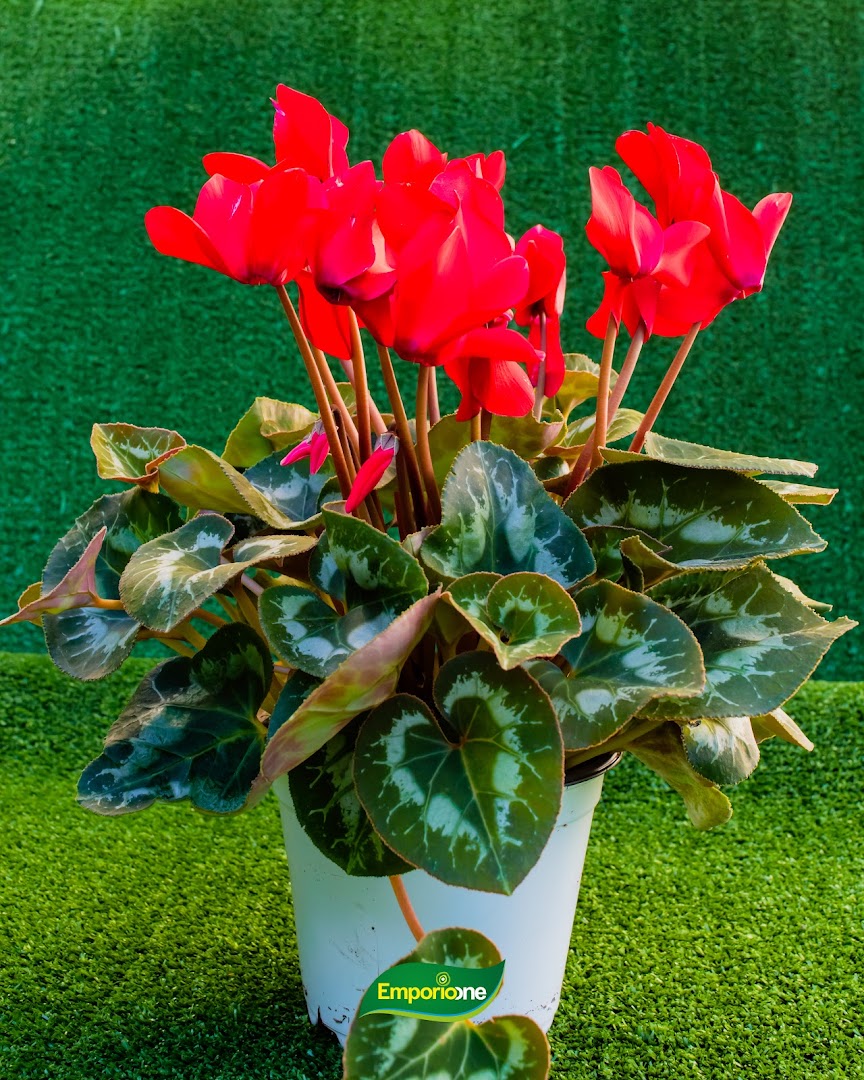 Emporio One - Garden center