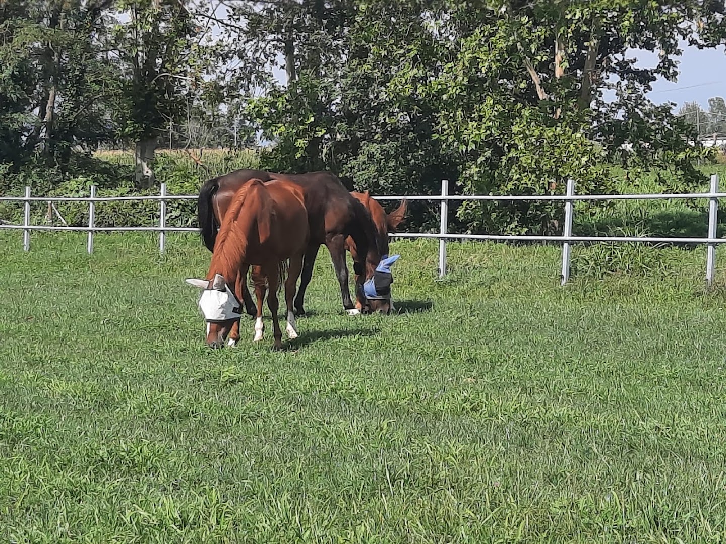 Equi.Care ASD - Centro Equestre