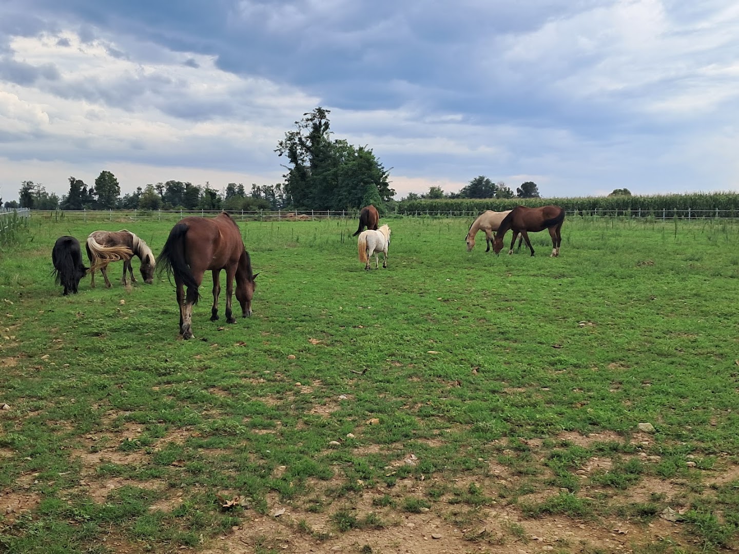 Equi.Care ASD - Centro Equestre
