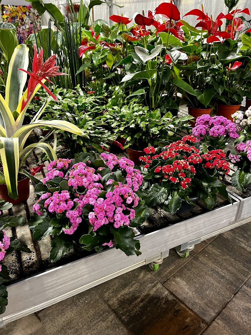 ERDE Floricoltura - Piante - Fiori - Giardini, Induno Olona