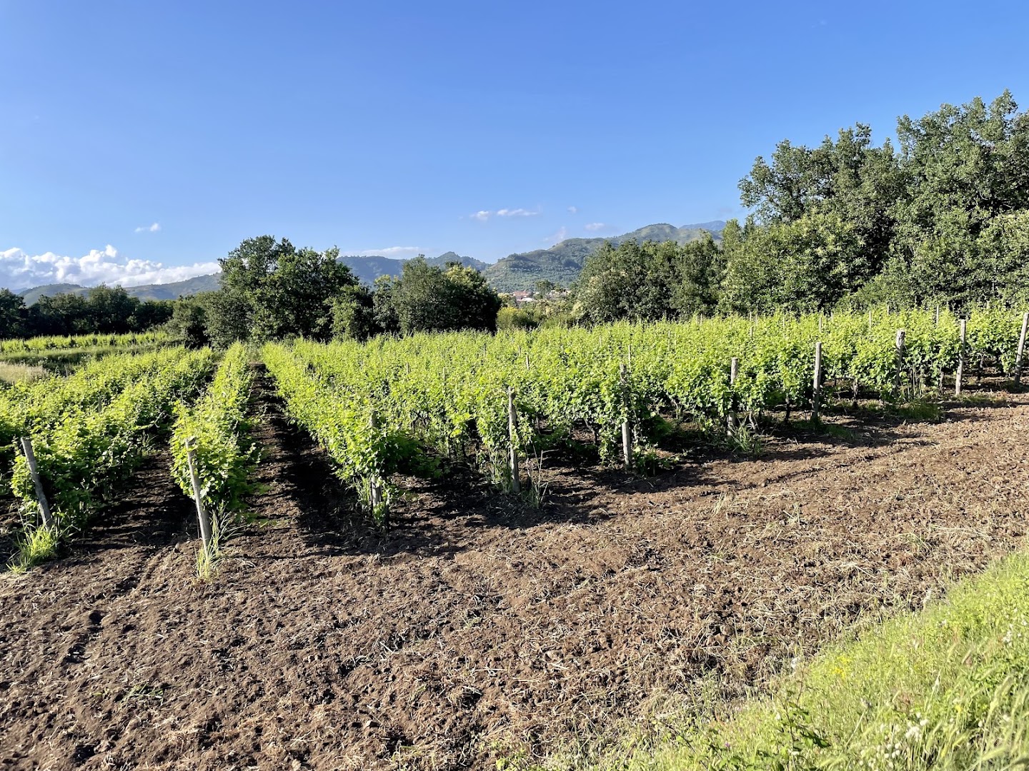 Etna Donkey Trekking, Linguaglossa