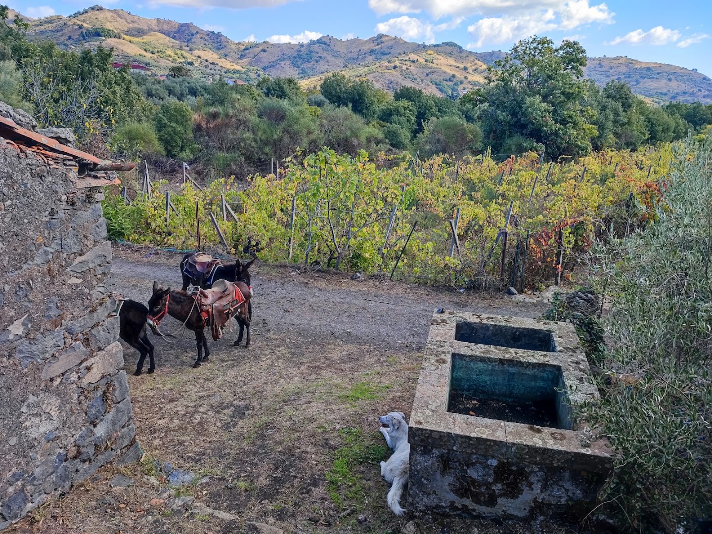 Etna Donkey Trekking