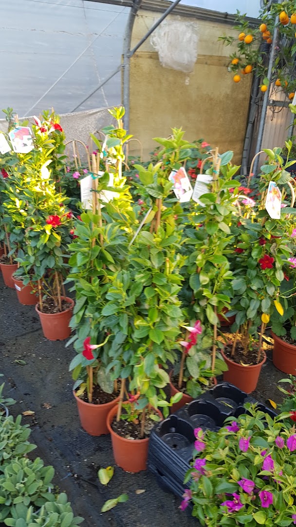 Evergreen Di Torcoletti Claudio