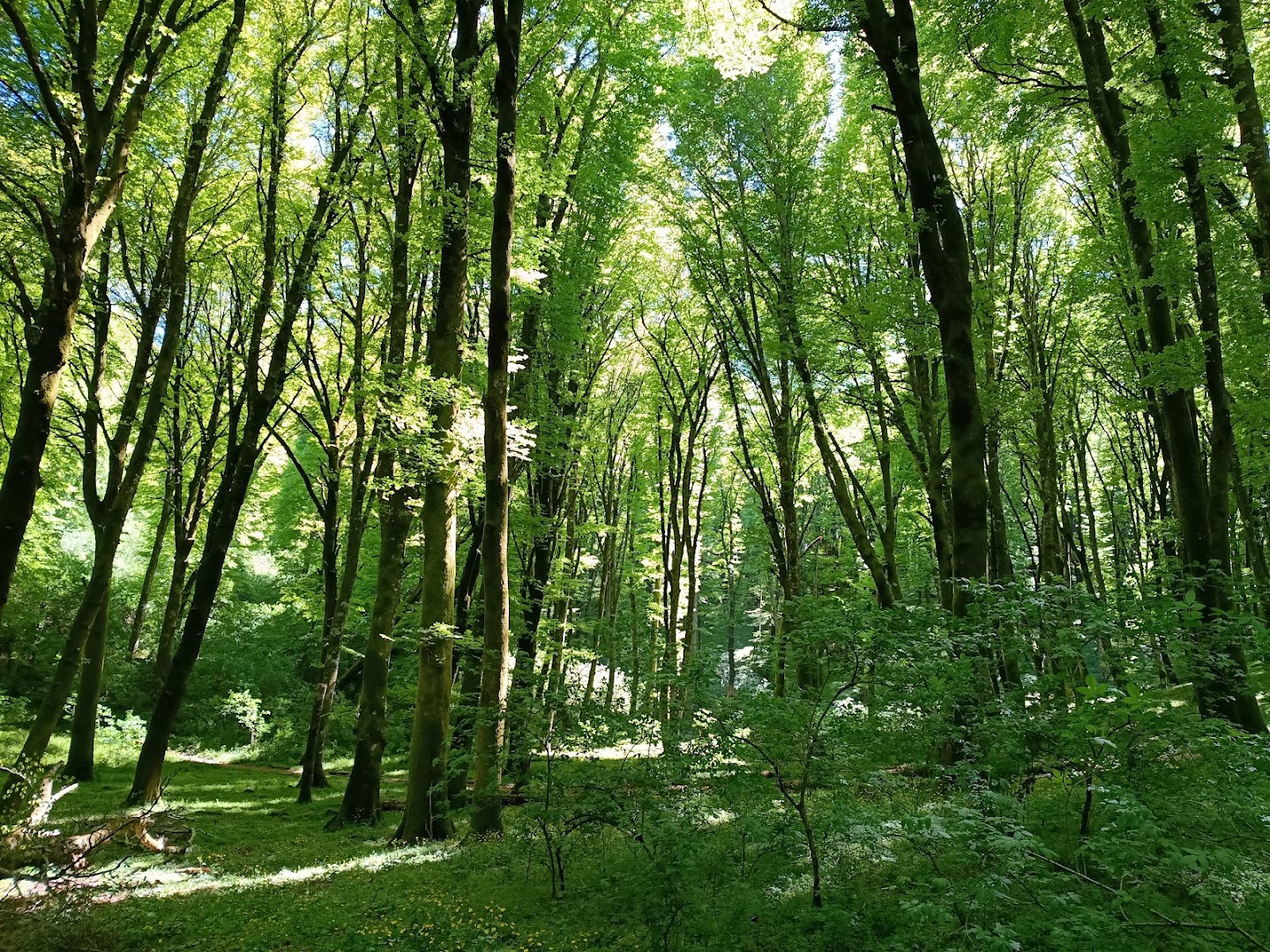 Faggeta Vetusta del Monte Cimino, Soriano nel Cimino