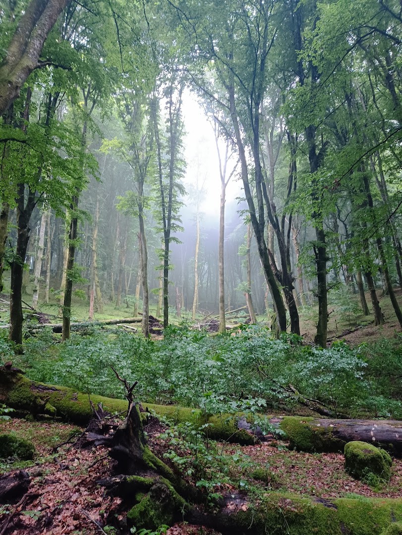 Faggeta Vetusta del Monte Cimino