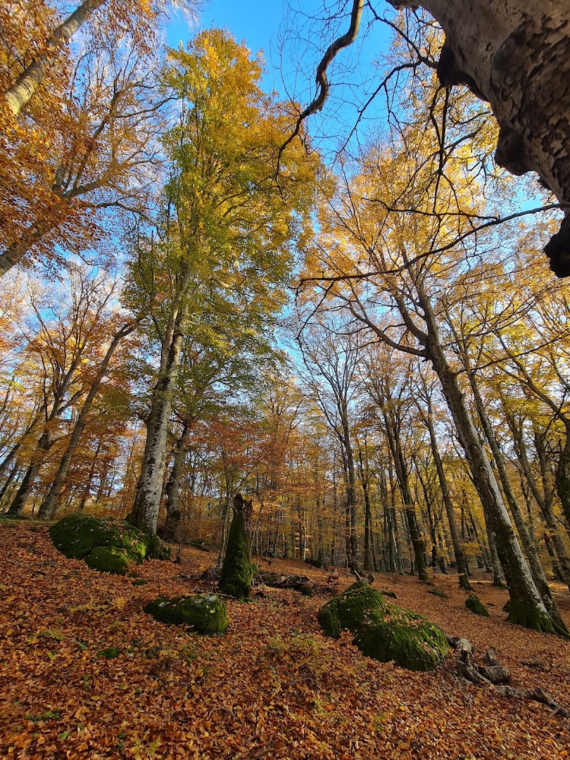 Faggeta Vetusta del Monte Cimino