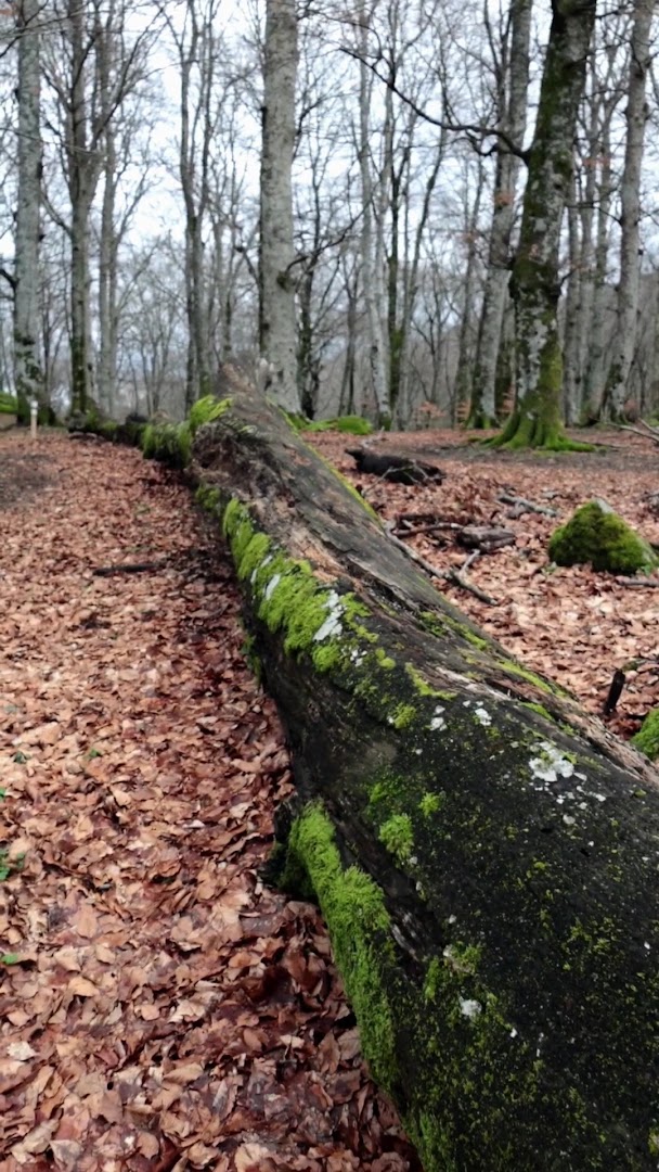 Faggeta Vetusta del Monte Cimino