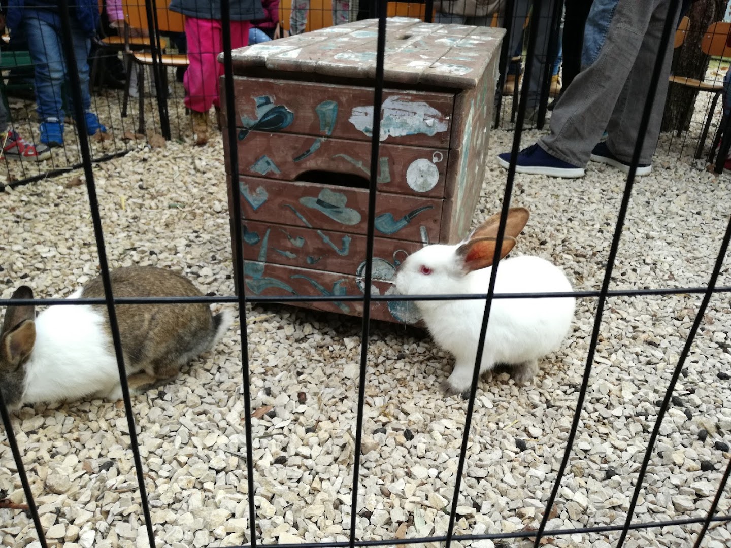 Fattoria Didattica Il girotondo degli animali, Latina