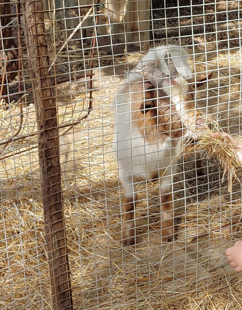 Fattoria Didattica Il girotondo degli animali