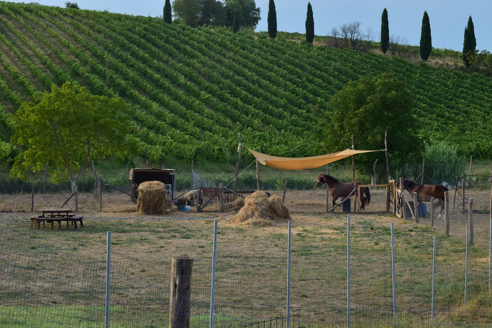 Fattoria La Quercia Agriturismo, Bertinoro