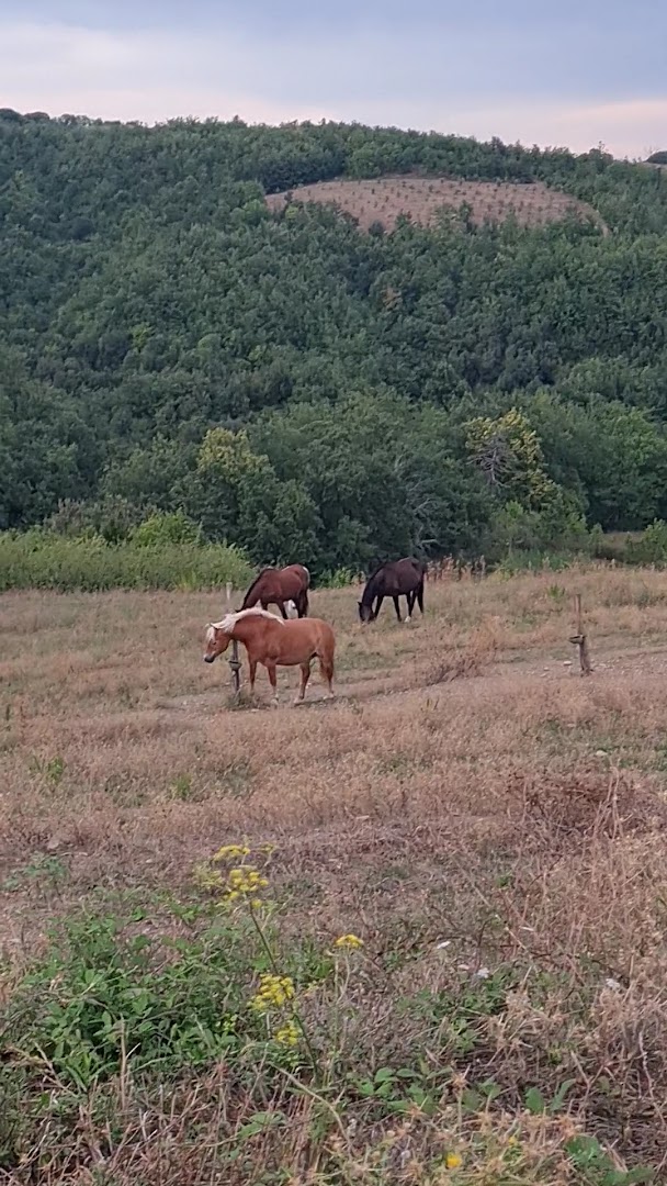 Fattoria Tègoni