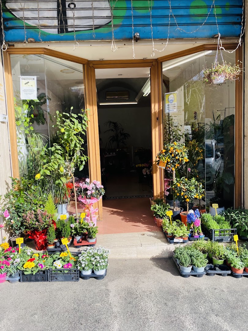 FIORAIO 💐 ( Pianta e Fiori )