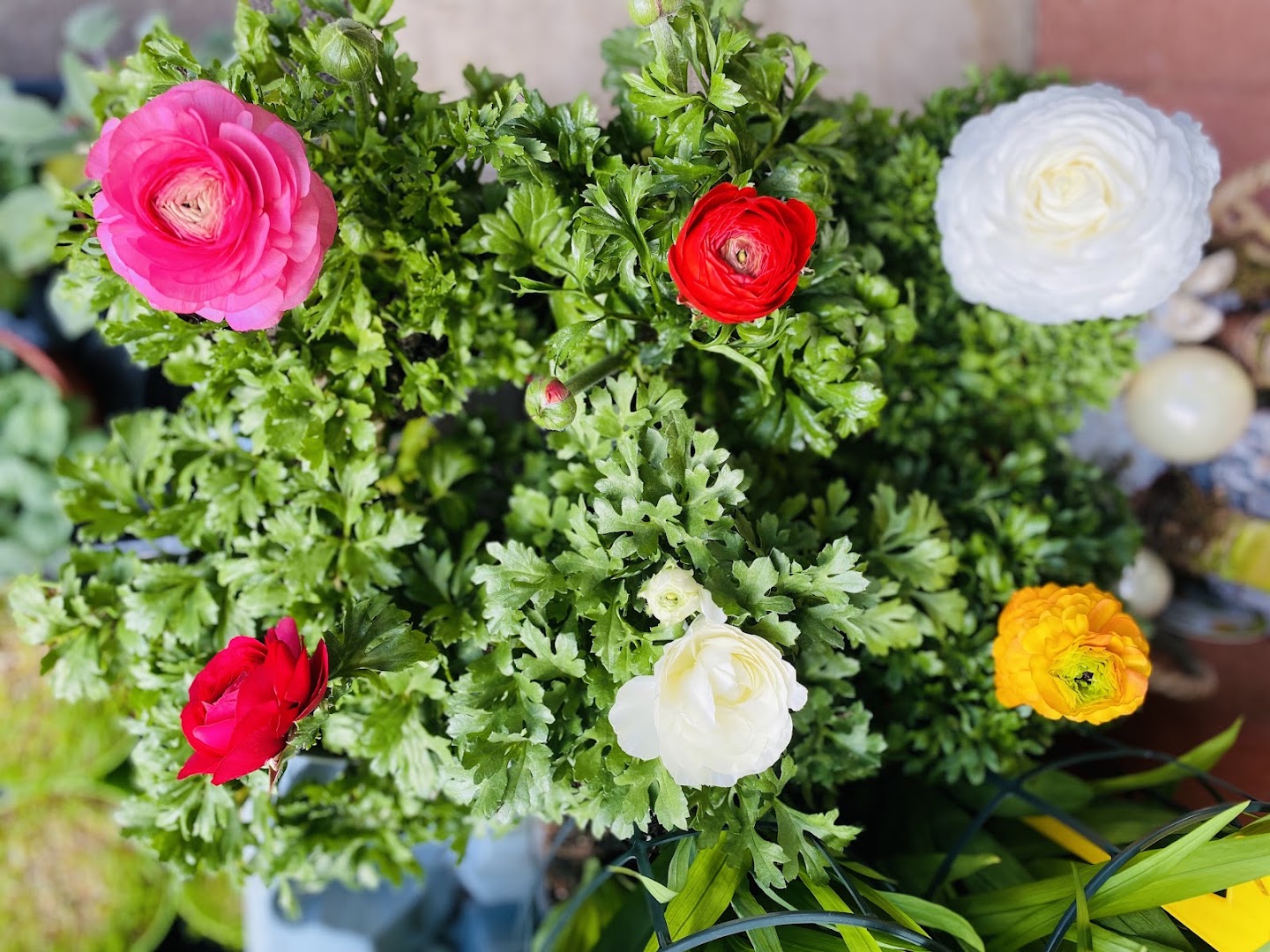 FIORAIO 💐 ( Pianta e Fiori )