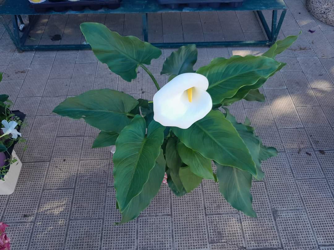 Fioreria Sacro Cuore