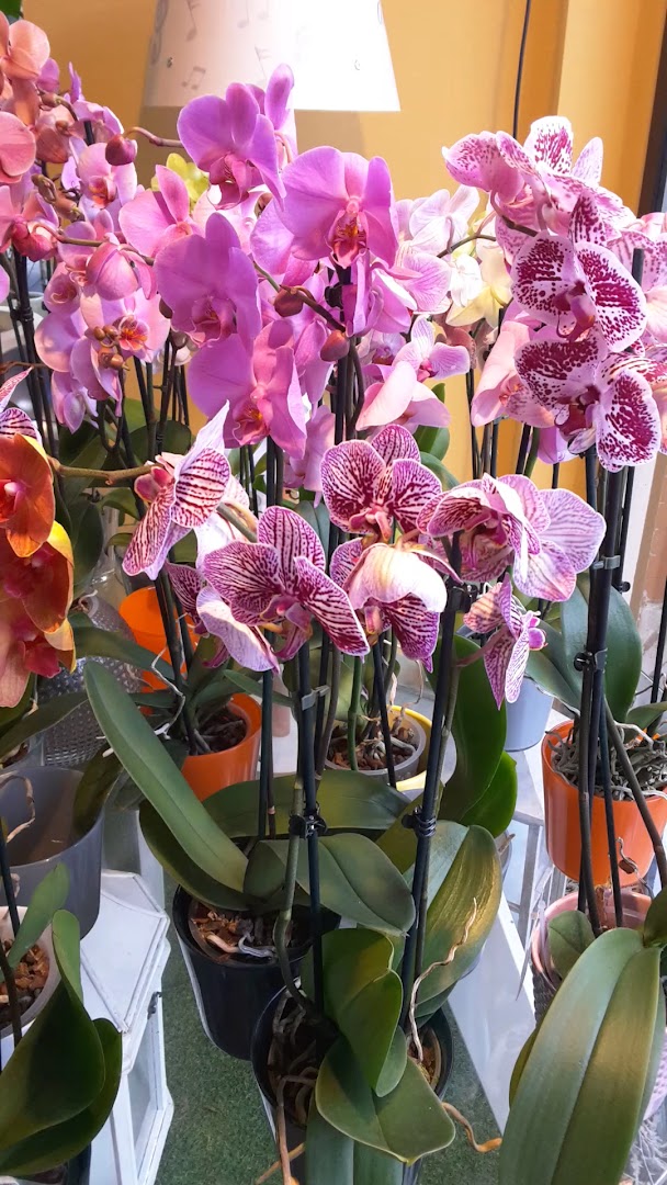 Fiori.Rimini