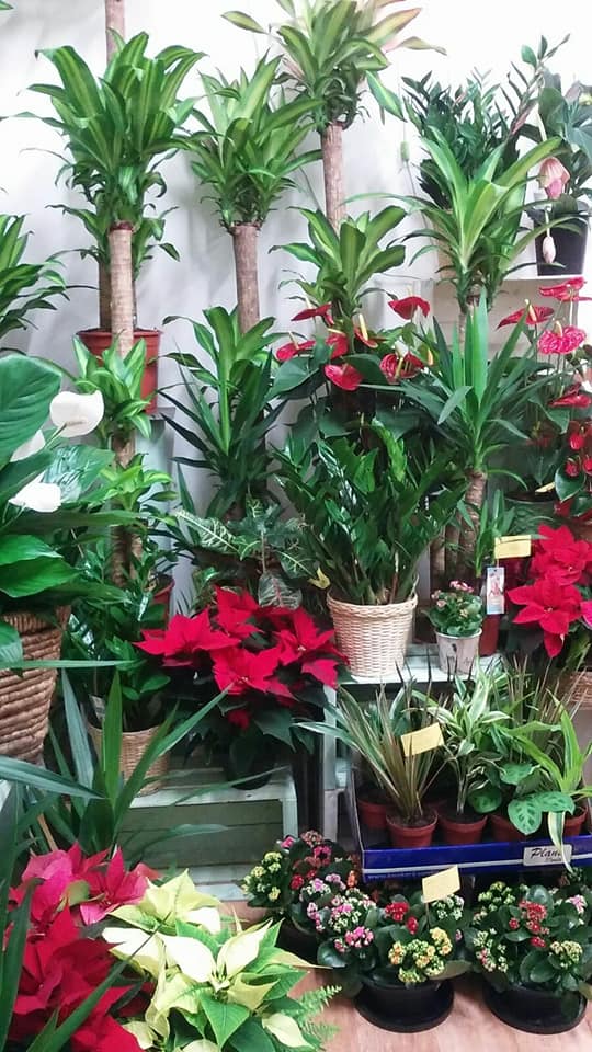 Florabilia