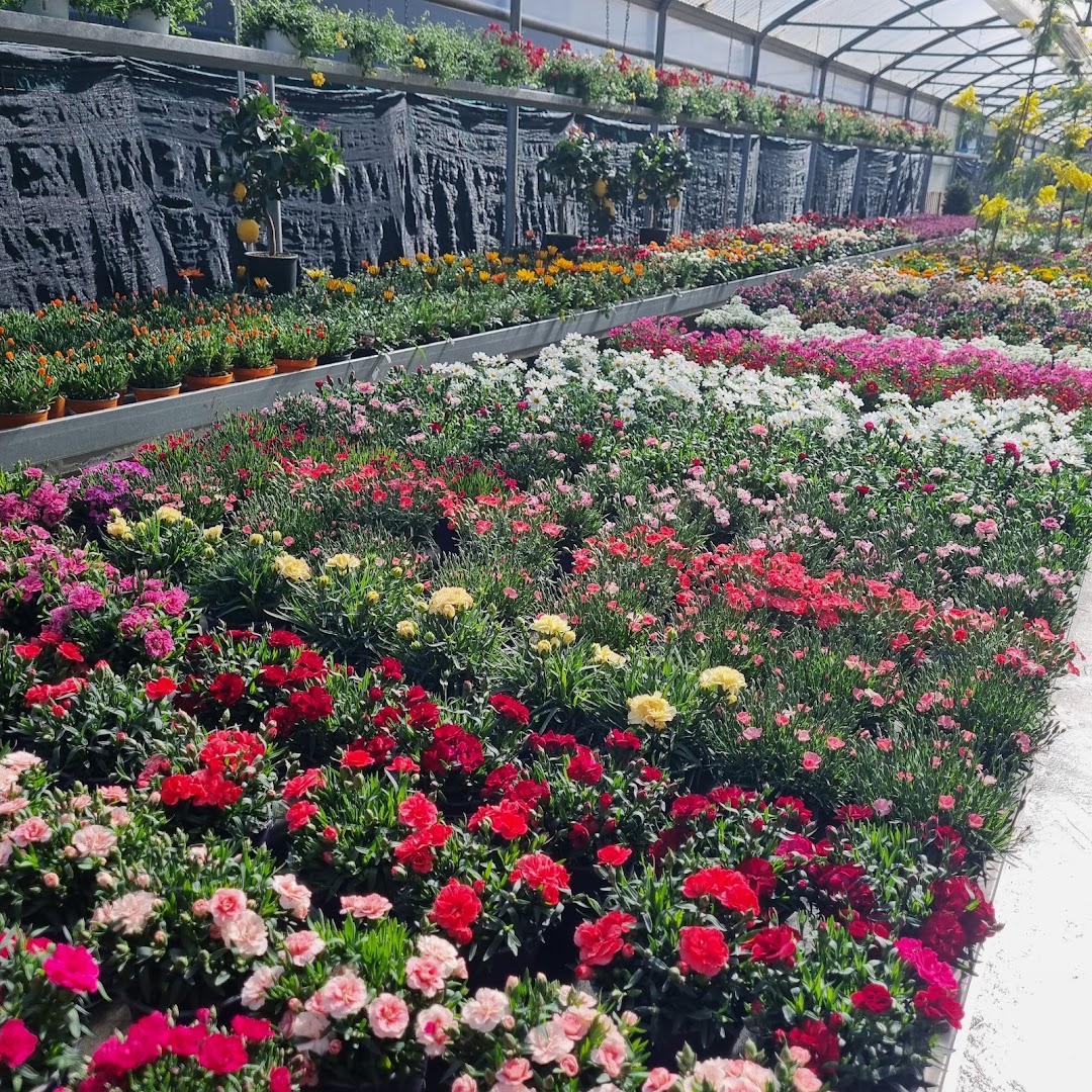 Floricoltura Azzolari