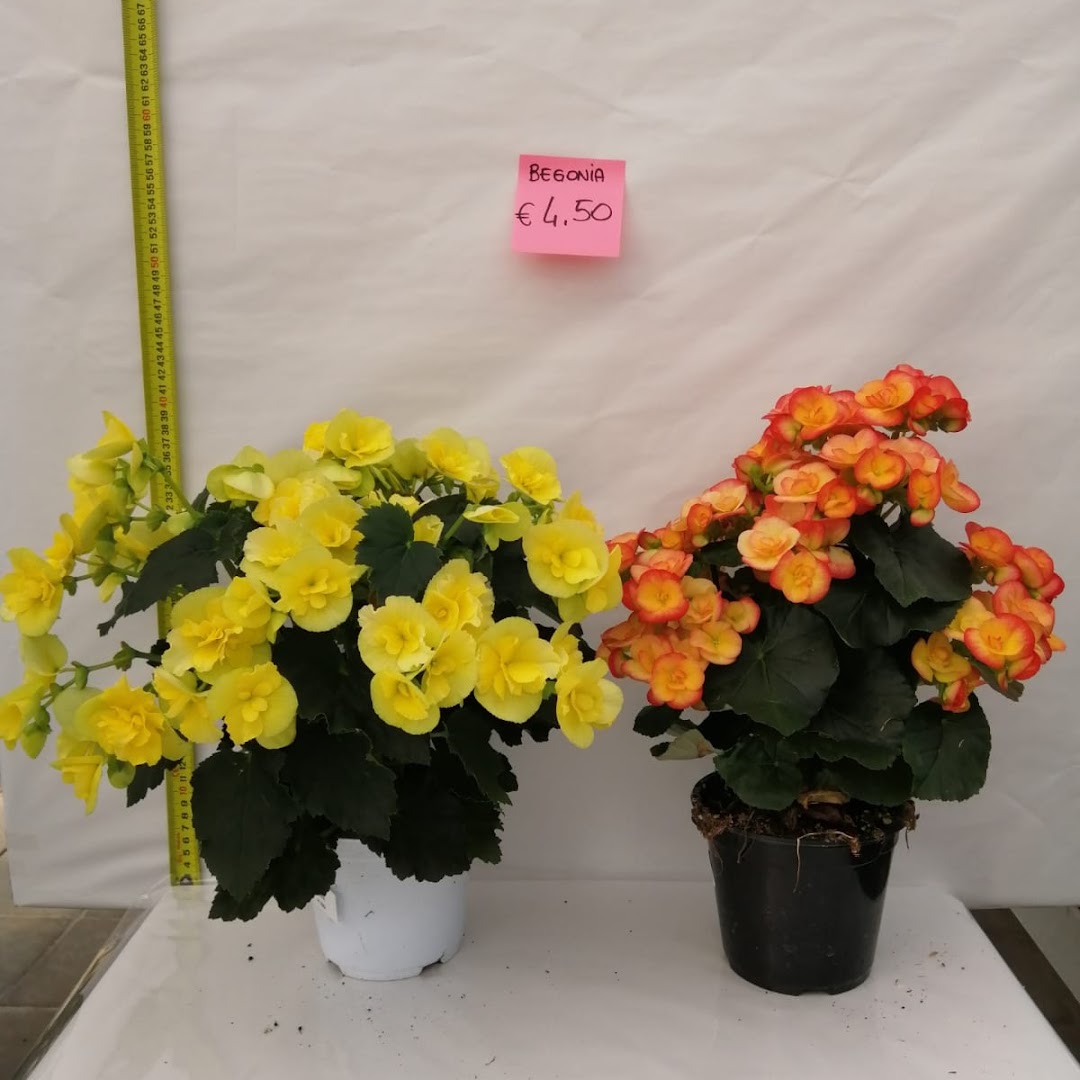 Floricoltura Baldinotti Giuseppe