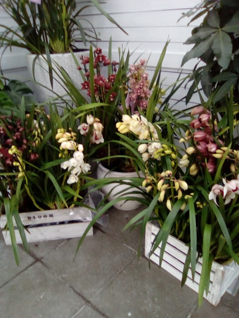 Floricoltura Baldinotti Giuseppe