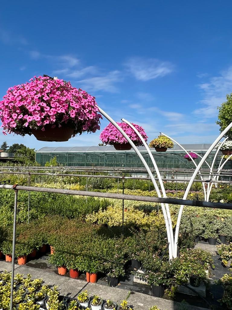 Floricoltura Ciampi