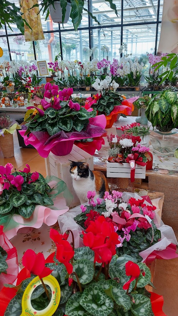 Floricoltura Garden Daniela di Celotto Giancarlo Renzo e C. - Società Semplice Agricola