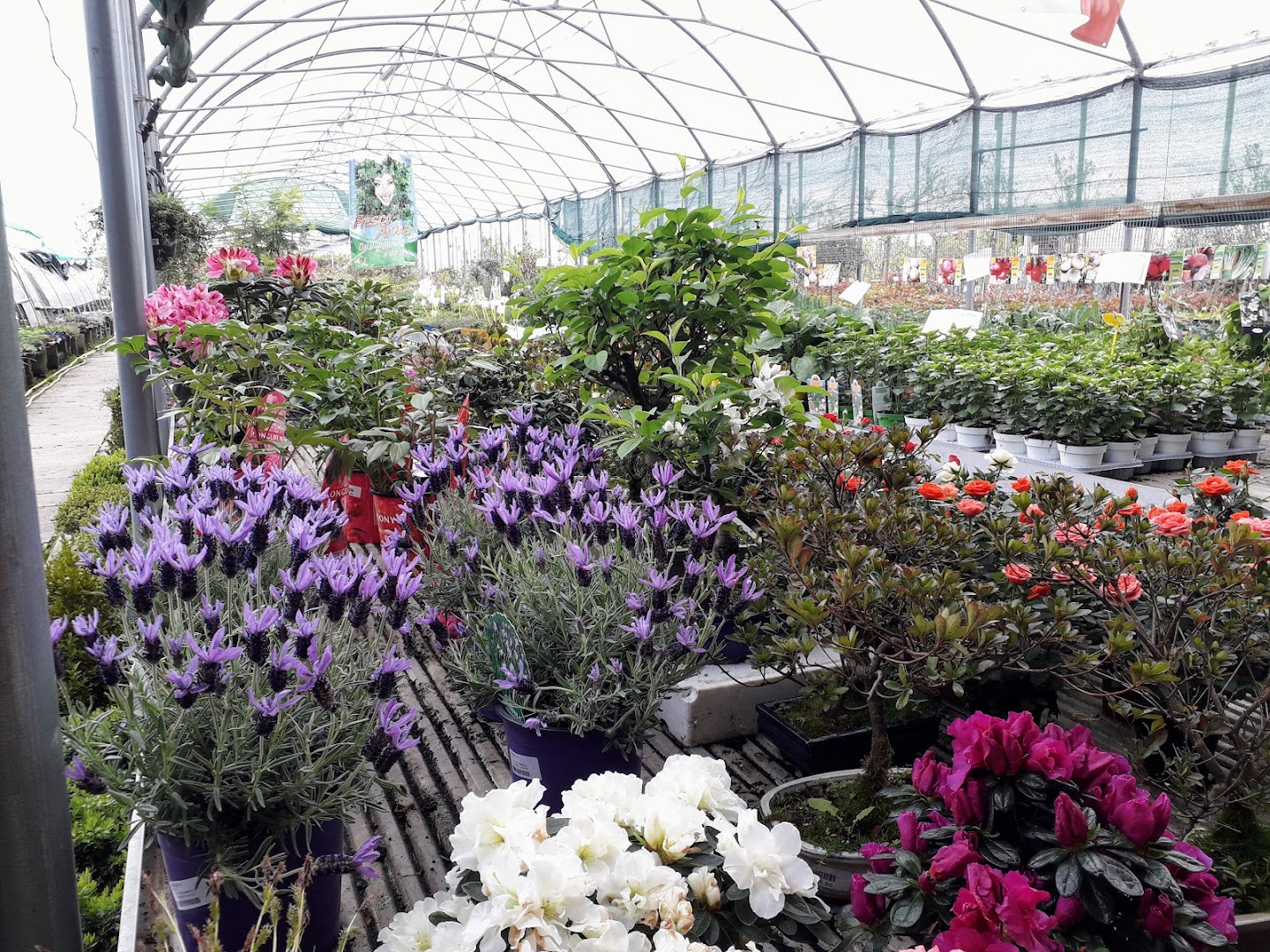 Floricoltura Garden Tres
