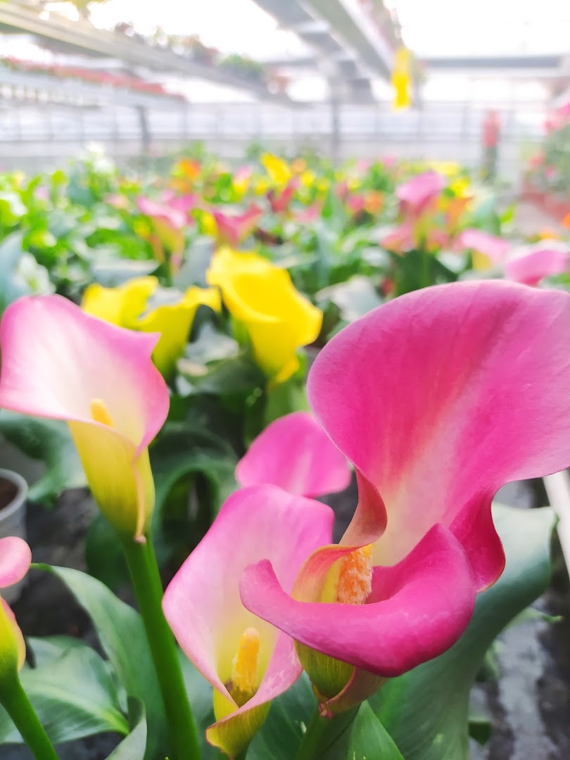 Floricoltura Garden Tres