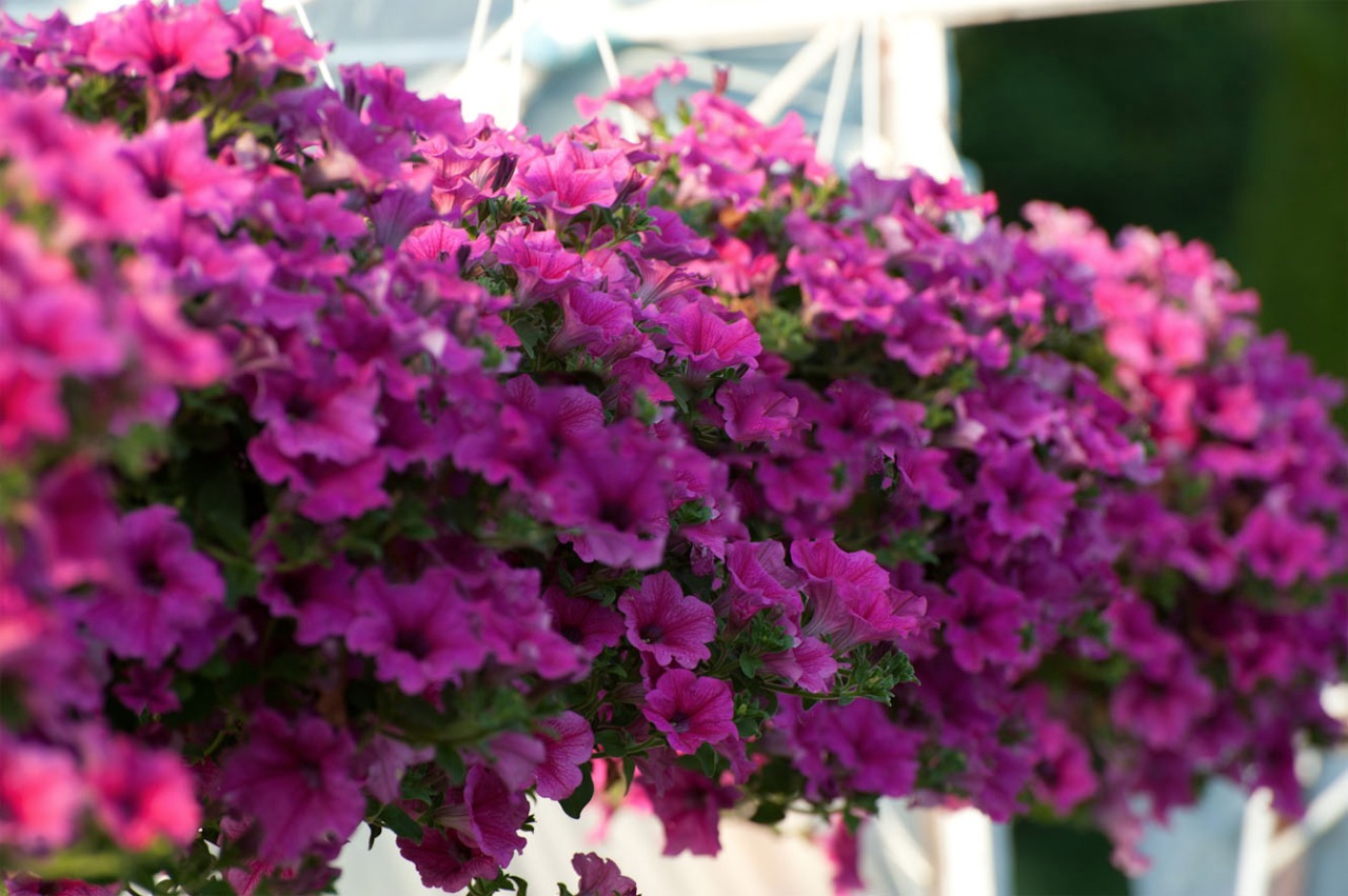 Floricoltura Giardini di Santa Sofia, Pedemonte