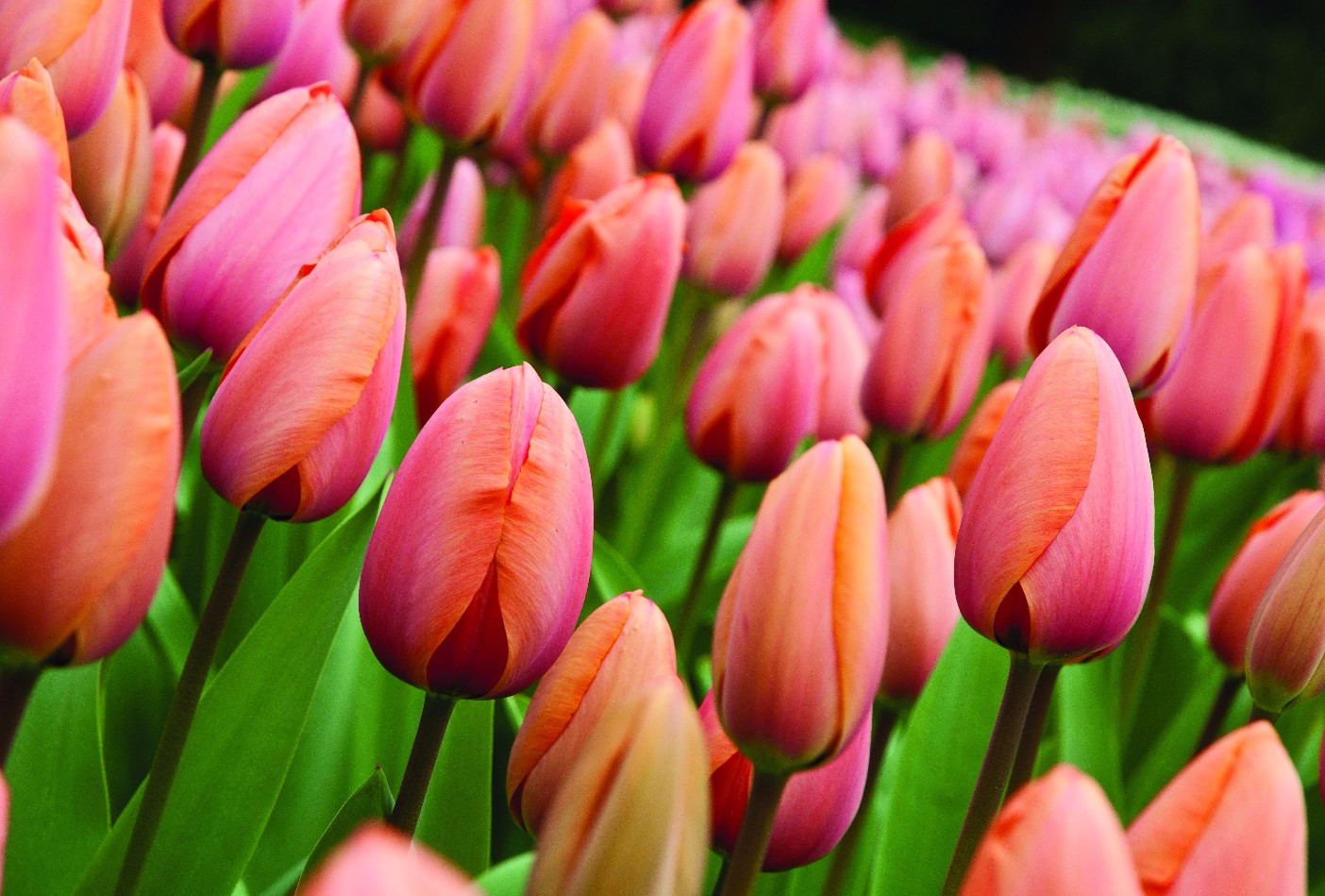 Floricoltura Giardini di Santa Sofia