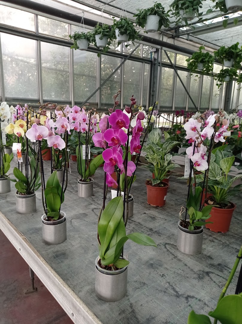 Floricoltura Maddii ss