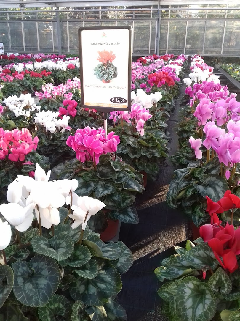 Floricoltura Maddii ss