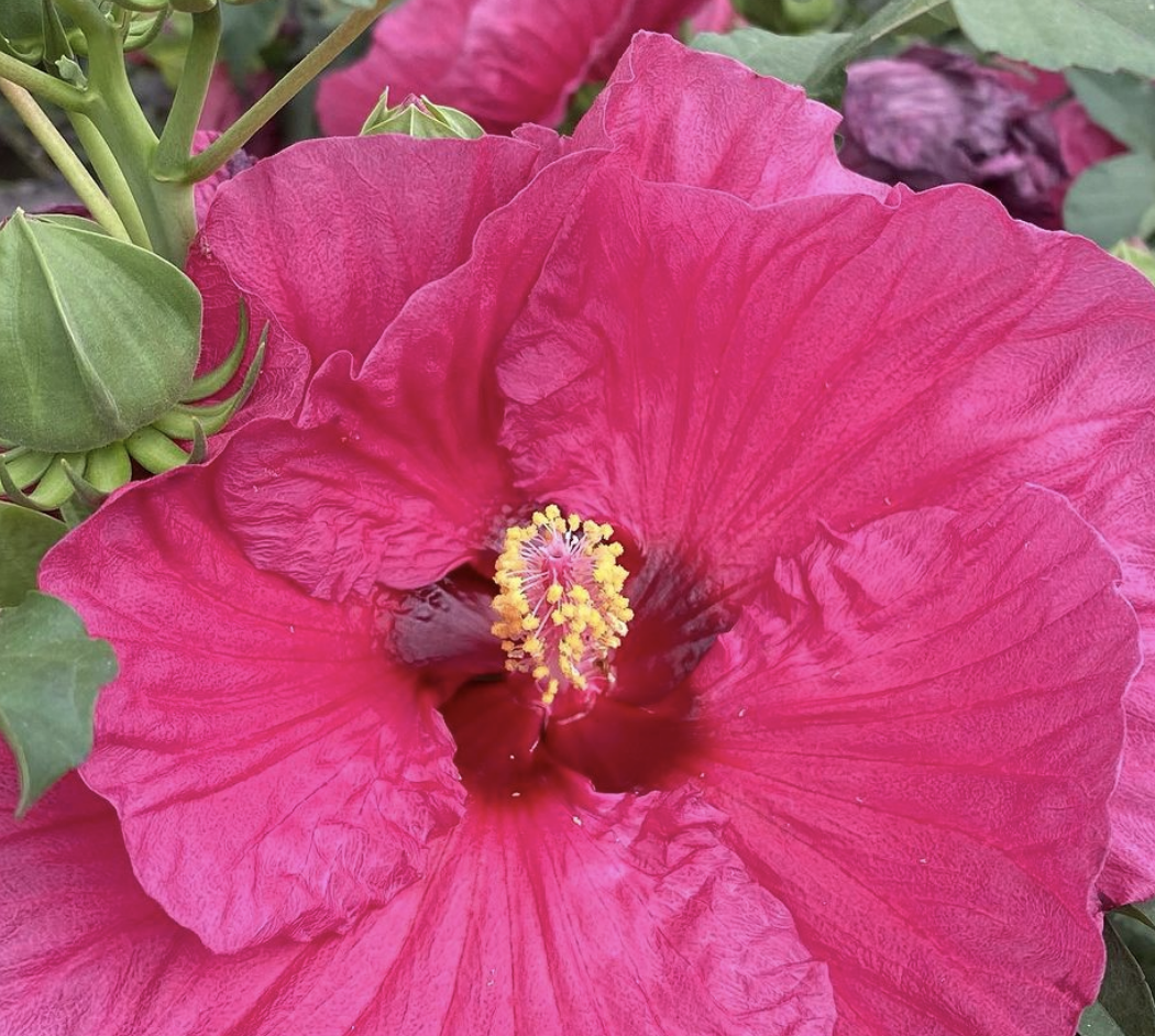Floricoltura Maroni