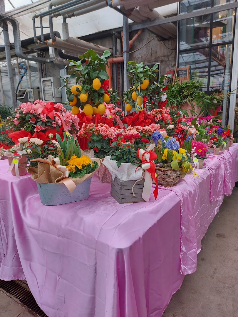 Floricoltura Maroni