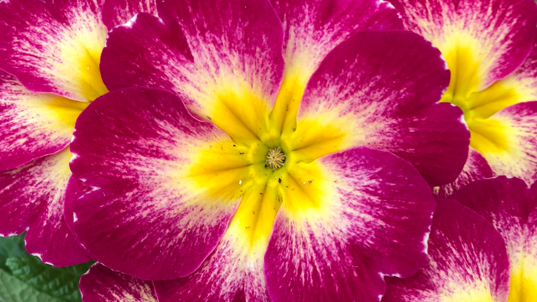 Floricoltura Pivato e Bertazzon s.s.agri., Pieve di Soligo
