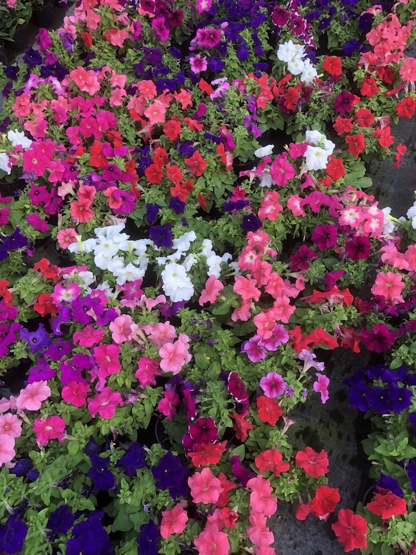 Floricoltura Pivato e Bertazzon s.s.agri.
