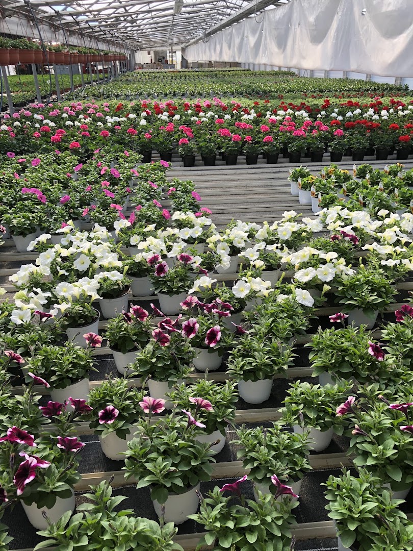 Floricoltura Pivato e Bertazzon s.s.agri.
