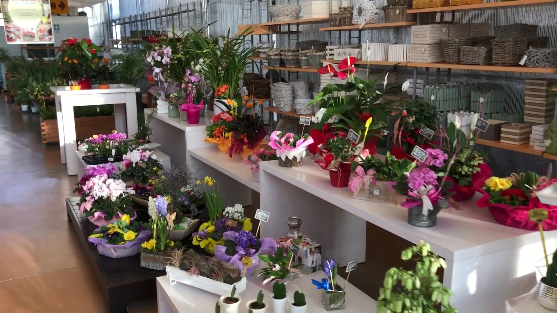 Floricoltura Pivato e Bertazzon s.s.agri.