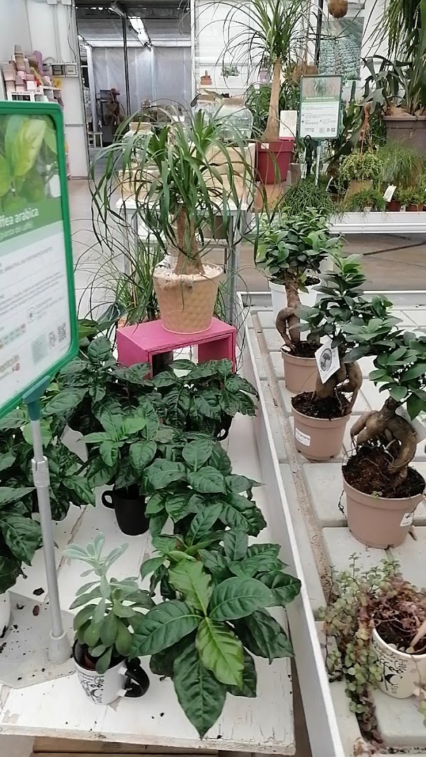 Floricoltura Rodighiero, Sandrigo