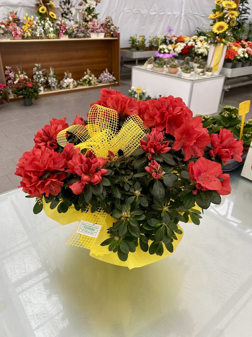 Floricoltura Terrin