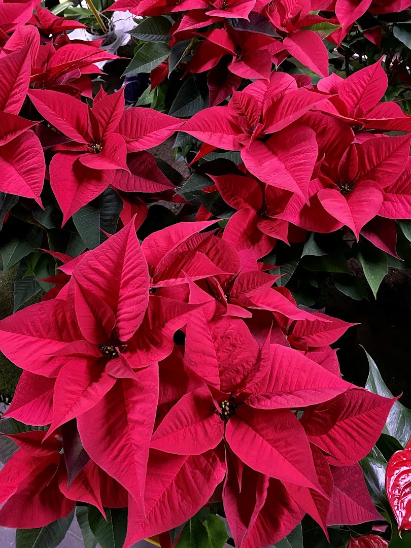 Floricoltura Terrin