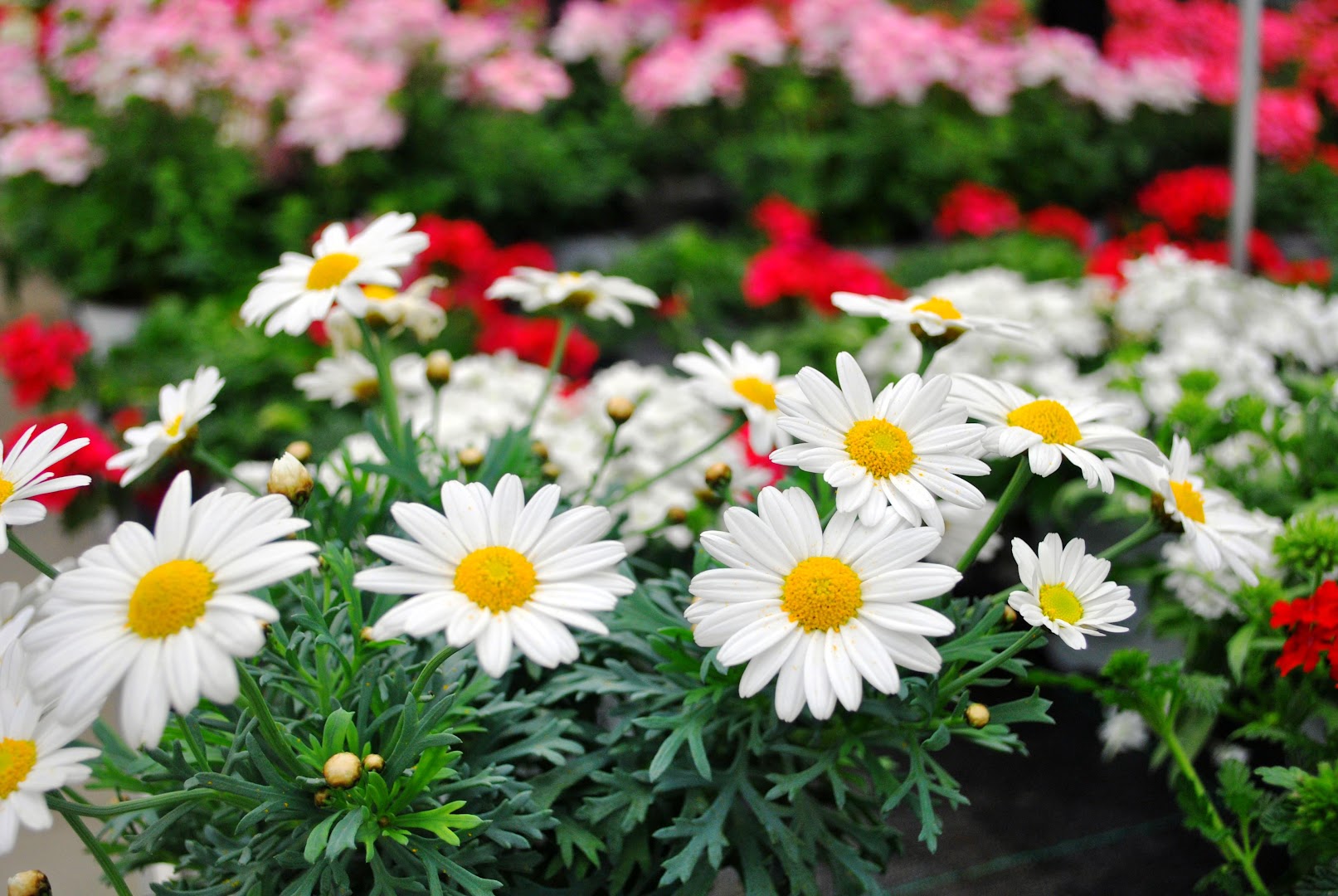 Floricoltura Tonon di Agostino ed Ermanna