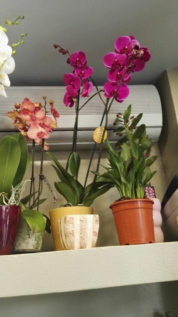 Flower Design Ciro Iorio