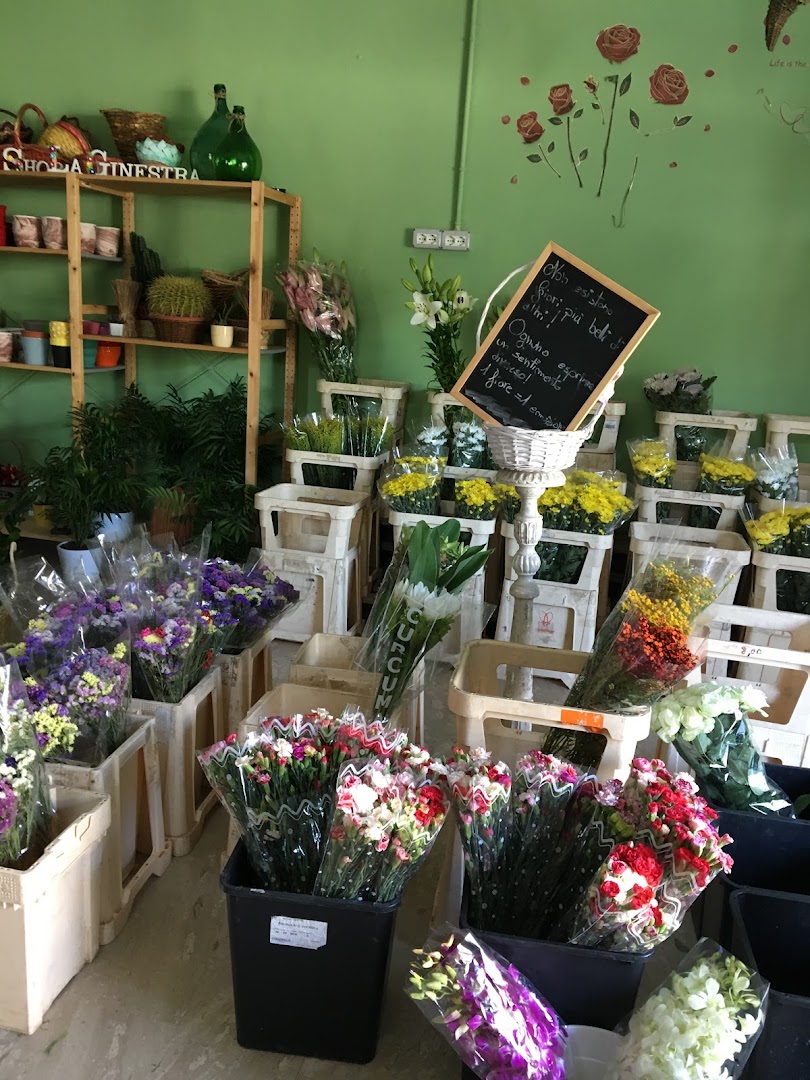 Flower Shop - La Ginestra, Bojano
